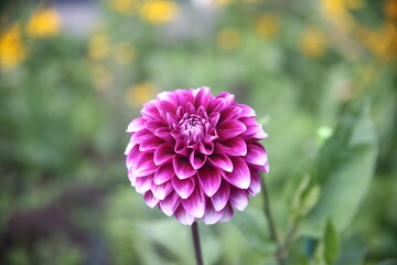 beautiful flowers dahlia in the garden