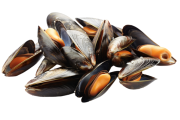 Steamed mussels. isolated object, transparent background