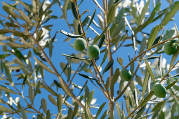 green olives hanging on the branch blurred blue sky in the background