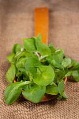 wooden spoon stuffed with mini spinach, selective focus