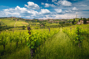 Fototapeta na wymiar Spectacular vineyards on the hill in Tuscany, Italy