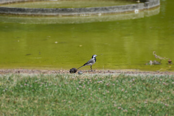 White wagtail (Motacilla alba) sitting on grass in Zurich, Switzerland
