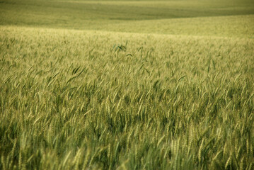 Soft photo of a dry wheat field 