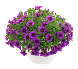 Bouquet of beautiful Calibrachoa.
