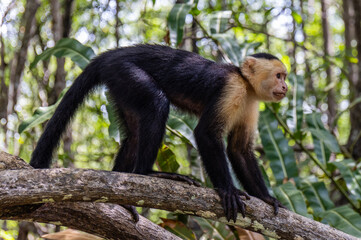Capuchin Monkey in the Mangroves Costa Rica