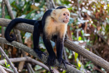 Capuchin Monkey in the Mangroves Costa Rica
