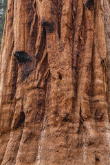 Sequoia redwood Tree Bark Texture Background. Wooden texture of Sequoia bark. Close Up of Redwood Bark. Sequoia tree in California National Park. Burnt of redwood tree.