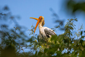A pair of Painted Stork