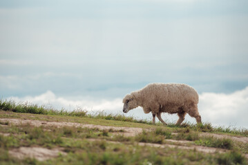 The beautiful scenery of a lone sheep walking and eating in the meadow.