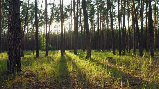 Nature forest park footage plant sunlight green tree summer
