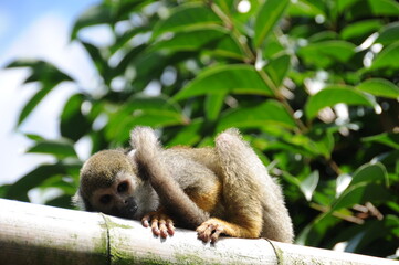 affe