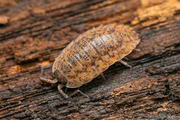 One adult  Rainbow Isopod (Trachelipus rathkii) with orange color morph sitting at old muddy board
