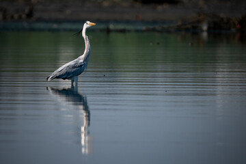 great heron in the water