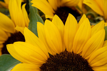 Fresh yellow petals of sunflower flowers closeup with unripe sunflower seeds in center of flower. Bouquet of sunflower plant. Floral arrangement of summer blossoms