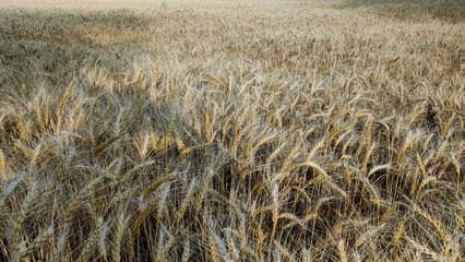 Wheat field. Harvest season. Wheatear. - 621524670