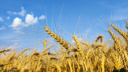 Wheat field. Harvest season. Wheatear.
