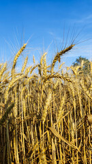 Wheat field. Harvest season. Wheatear. - 621524673