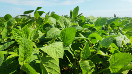 Soybean field. Soy leaves. Agro-industry.