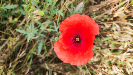Poppy flower on the field.