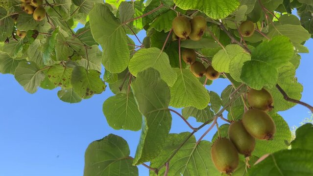 Green kiwi fruits on a tree..