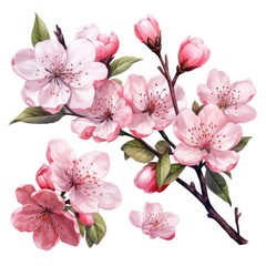 watercolor sakura flowers 