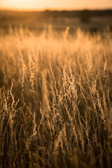 Closeup of golden grass field. Atmospheric landscape with details