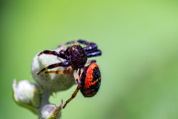 Phidippus Clarus, also known as the Brilliant Jumping Spider, is a species of jumping spider (family Salticidae) found in old fields throughout eastern North America.