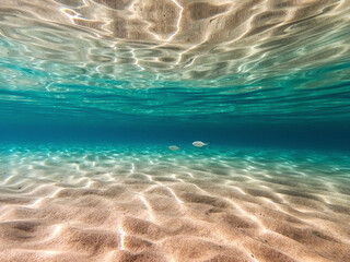 underwater world wide angle view, mediterranean sea, Scivu beach, Sardinia
Underwater photo in crystal clear Mediterranean sea water for background