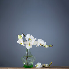white orchid in vintage glass vase on wooden shelf on background wall