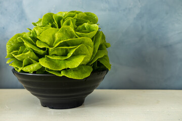 Fresh Hydroponic Lettuces: Green Delights