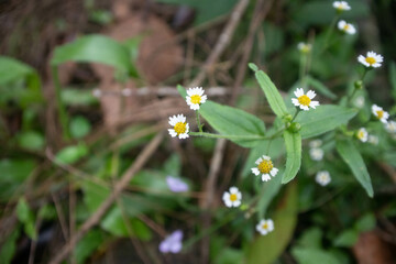 bokeh effect of little white flowers of Galinsoga parviflora (gallant soldier or quickweed) in the...