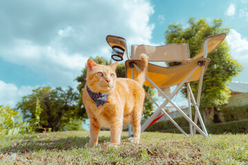 Ginger cats and a lawn chair, camping and outdoor activities.