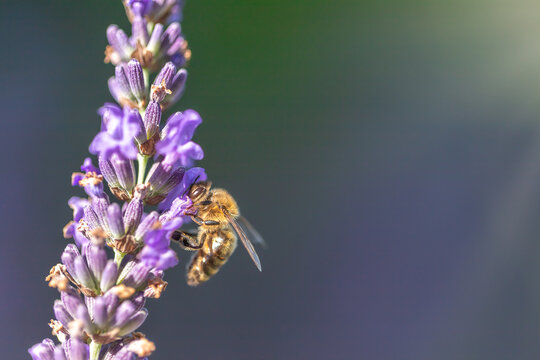 A honeybee collects the nectar on the lavender flower to make honye
