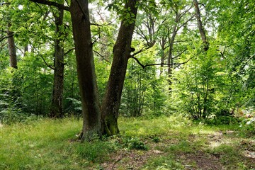 Fototapeta na wymiar Oak trees in a forest clearing