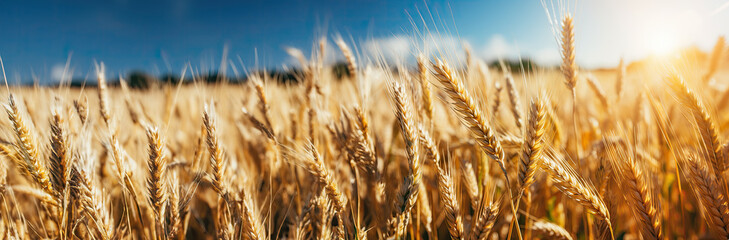 Fototapeta premium Golden wheat field and blue sky with clouds, agricultural background banner.
