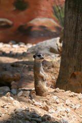 Suricatta Suricata. La Suricata is a kind of carnivorous mammal of the Herpestidae family that inhabits the Kalahari desert region and Namib in Africa.
