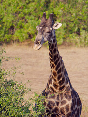 Portrait of a cute Giraffe in Chobe National Park, Botswana