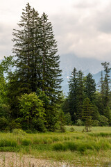 Bäume am Naturdenkmal Taubensee bei Ramsau, Berchtesgadener Land, Bayern, Deutschland