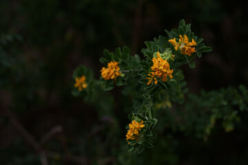 Medicago arborea blossom with copy space background