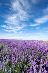 Fototapeta na wymiar Beautiful lavender field against blue cloudy sky