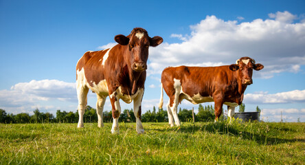 Fototapeta na wymiar Troupeau de vache laitière de race Rouge des Prés dans la campagne en France.