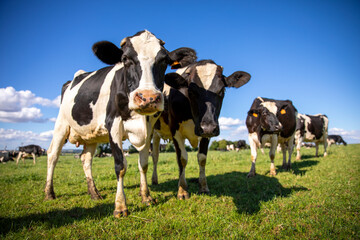 Naklejka na ściany i meble Troupeau de vache laitière noir et blanche dans la campagne.