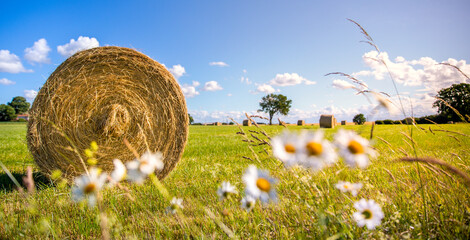 Paysage de campagne, meule de paille dans les champs au milieu des fleurs de printemps.