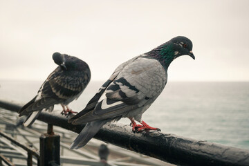 pigeons close-up sitting on the railing of the fence by the sea