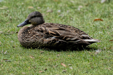 Female mallard duck sitting in grass