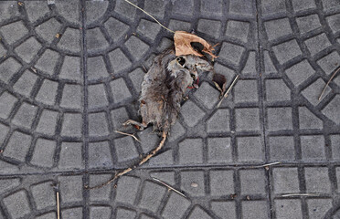 Closeup of The rat lay dead on the cement floor of the corridor beside the concrete road at Thailand.