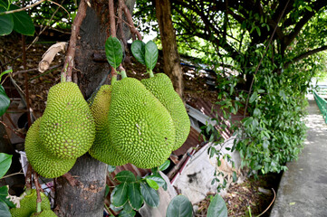 Closeup of A bunch of fresh jackfruit on the jackfruit tree near concrete walkway with natural background at thailand.