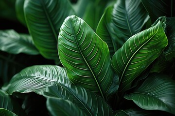 abstract green leaf nature tropical background 