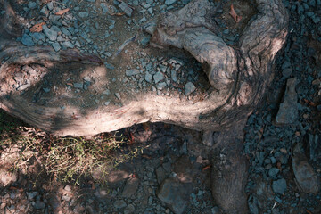 Tree roots sprouting through rocky mountain surface, close-up