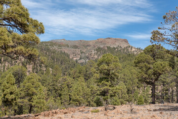 Fototapeta na wymiar Views of the high altitude forests predominantly populated by Pinus canariensis, an endemic pine part of the island's flora and well-adapted to the mountainous terrain, Tenerife, Canary Islands, Spain